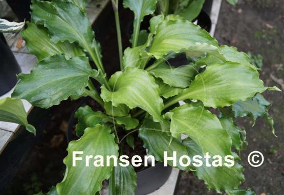 Hosta Unruly Child